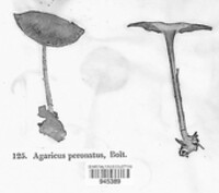 Image of Agaricus augustus